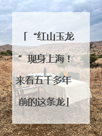 “红山玉龙”现身上海！来看五千多年前的这条龙