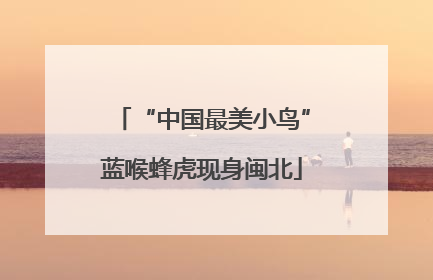 “中国最美小鸟”蓝喉蜂虎现身闽北