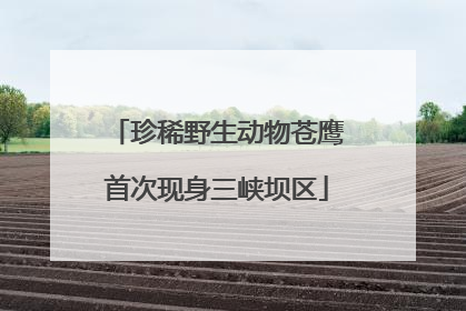 珍稀野生动物苍鹰首次现身三峡坝区