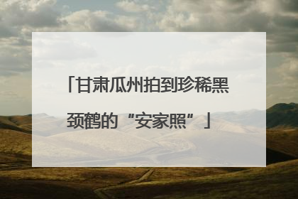 甘肃瓜州拍到珍稀黑颈鹤的“安家照”