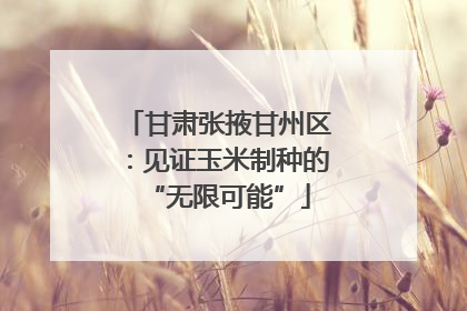 甘肃张掖甘州区：见证玉米制种的“无限可能”