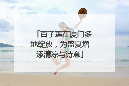 百子莲在厦门多地绽放，为盛夏增添清凉与诗意