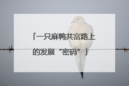 一只麻鸭共富路上的发展“密码”
