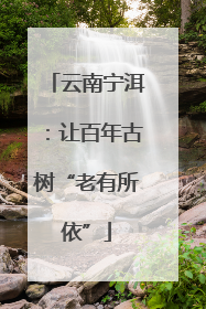 云南宁洱：让百年古树“老有所依”