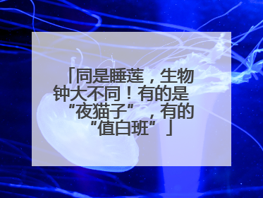 同是睡莲，生物钟大不同！有的是“夜猫子”，有的“值白班”
