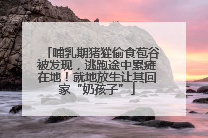 哺乳期猪獾偷食苞谷被发现，逃跑途中累瘫在地！就地放生让其回家“奶孩子”