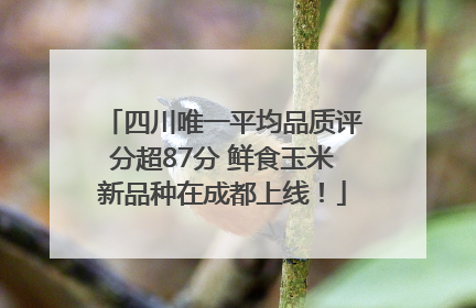 四川唯一平均品质评分超87分 鲜食玉米新品种在成都上线！