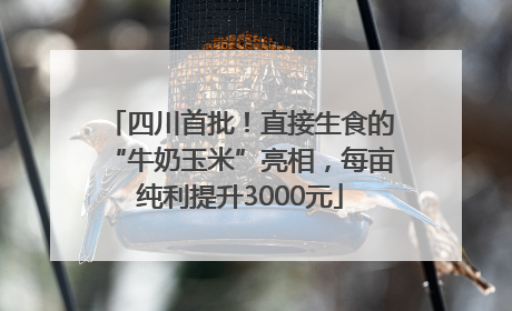 四川首批！直接生食的“牛奶玉米”亮相，每亩纯利提升3000元