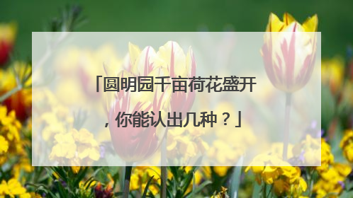 圆明园千亩荷花盛开，你能认出几种？