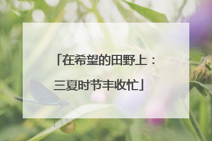 在希望的田野上：三夏时节丰收忙
