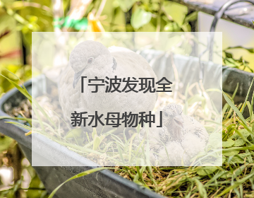 宁波发现全新水母物种