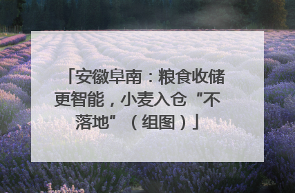 安徽阜南：粮食收储更智能，小麦入仓“不落地”（组图）