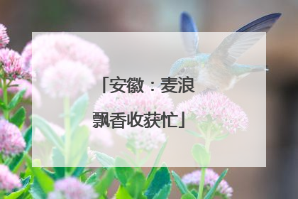 安徽：麦浪飘香收获忙