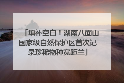 填补空白！湖南八面山国家级自然保护区首次记录珍稀物种宽距兰