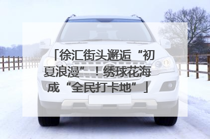徐汇街头邂逅“初夏浪漫”！绣球花海成“全民打卡地”