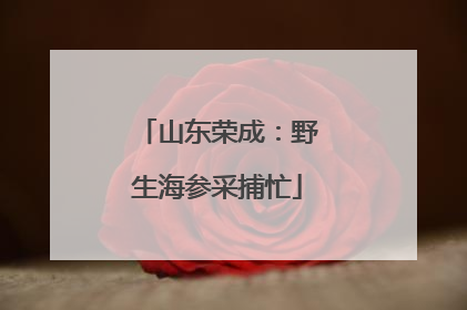 山东荣成：野生海参采捕忙