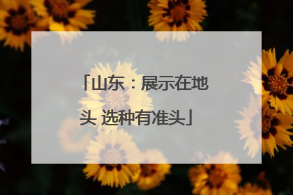山东：展示在地头 选种有准头