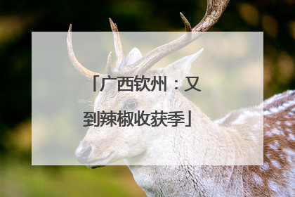 广西钦州：又到辣椒收获季