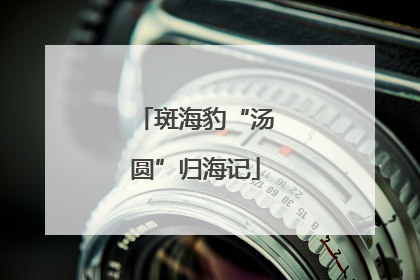 斑海豹“汤圆”归海记