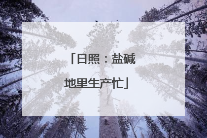 日照：盐碱地里生产忙