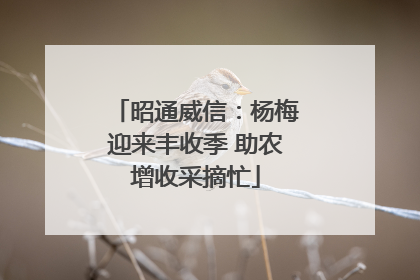 昭通威信：杨梅迎来丰收季 助农增收采摘忙
