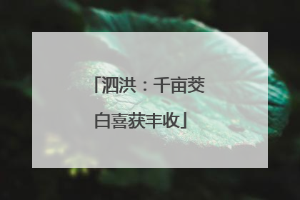 泗洪：千亩茭白喜获丰收