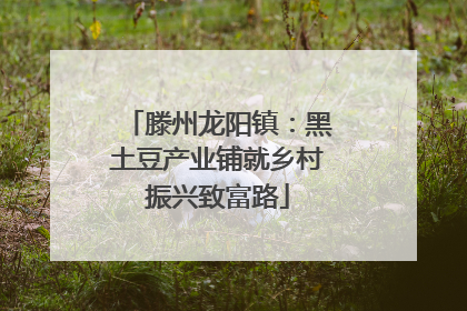 滕州龙阳镇：黑土豆产业铺就乡村振兴致富路