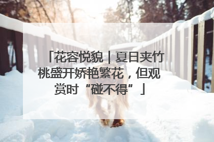 花容悦貌｜夏日夹竹桃盛开娇艳繁花，但观赏时“碰不得”
