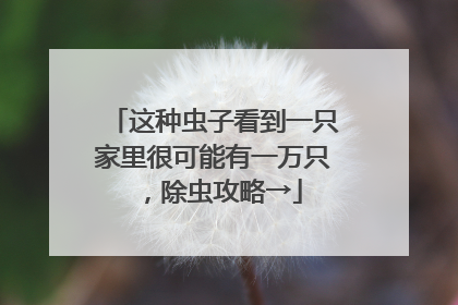 这种虫子看到一只家里很可能有一万只，除虫攻略→