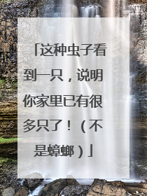 这种虫子看到一只，说明你家里已有很多只了！（不是蟑螂）