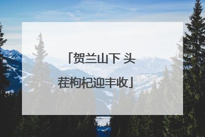 贺兰山下 头茬枸杞迎丰收