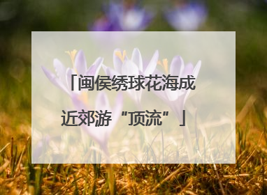 闽侯绣球花海成近郊游“顶流”