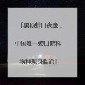 黑顶蛙口夜鹰，中国唯一蟆口鸱科物种现身临沧