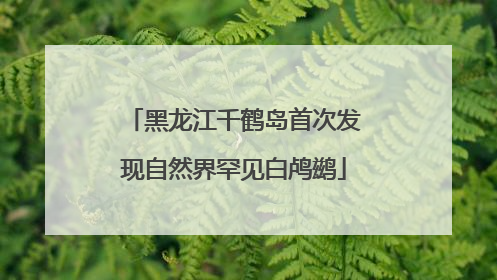 黑龙江千鹤岛首次发现自然界罕见白鸬鹚