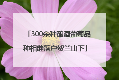300余种酿酒葡萄品种相继落户贺兰山下